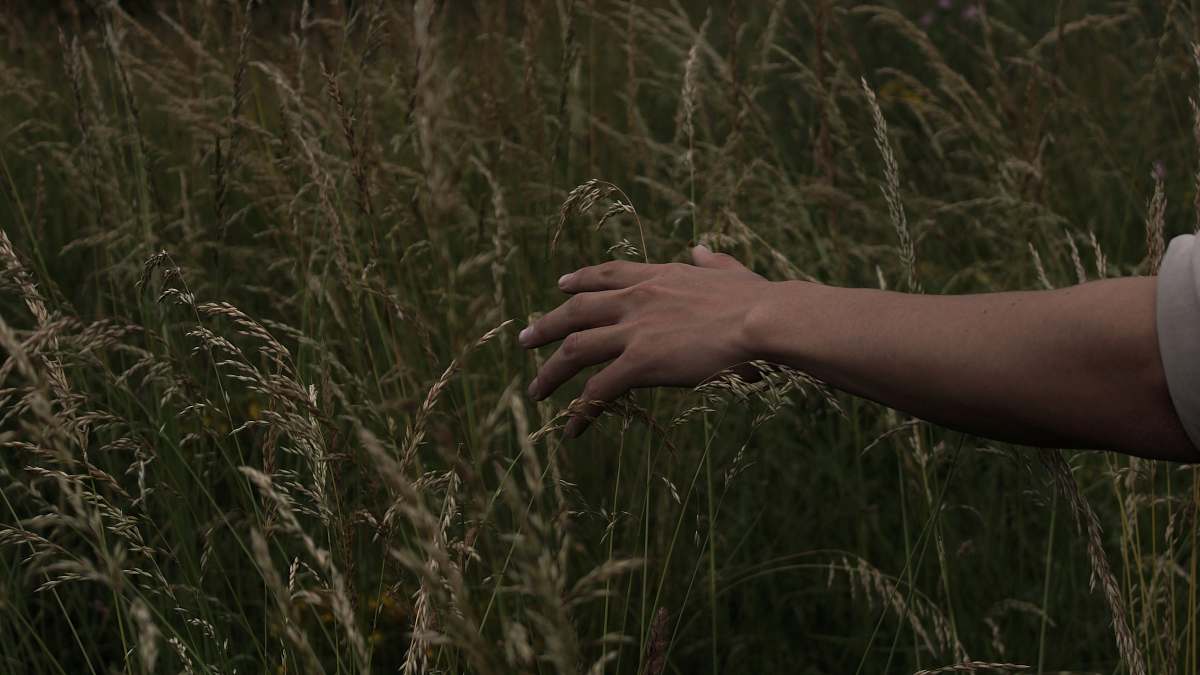 person person hands near field of plants grass