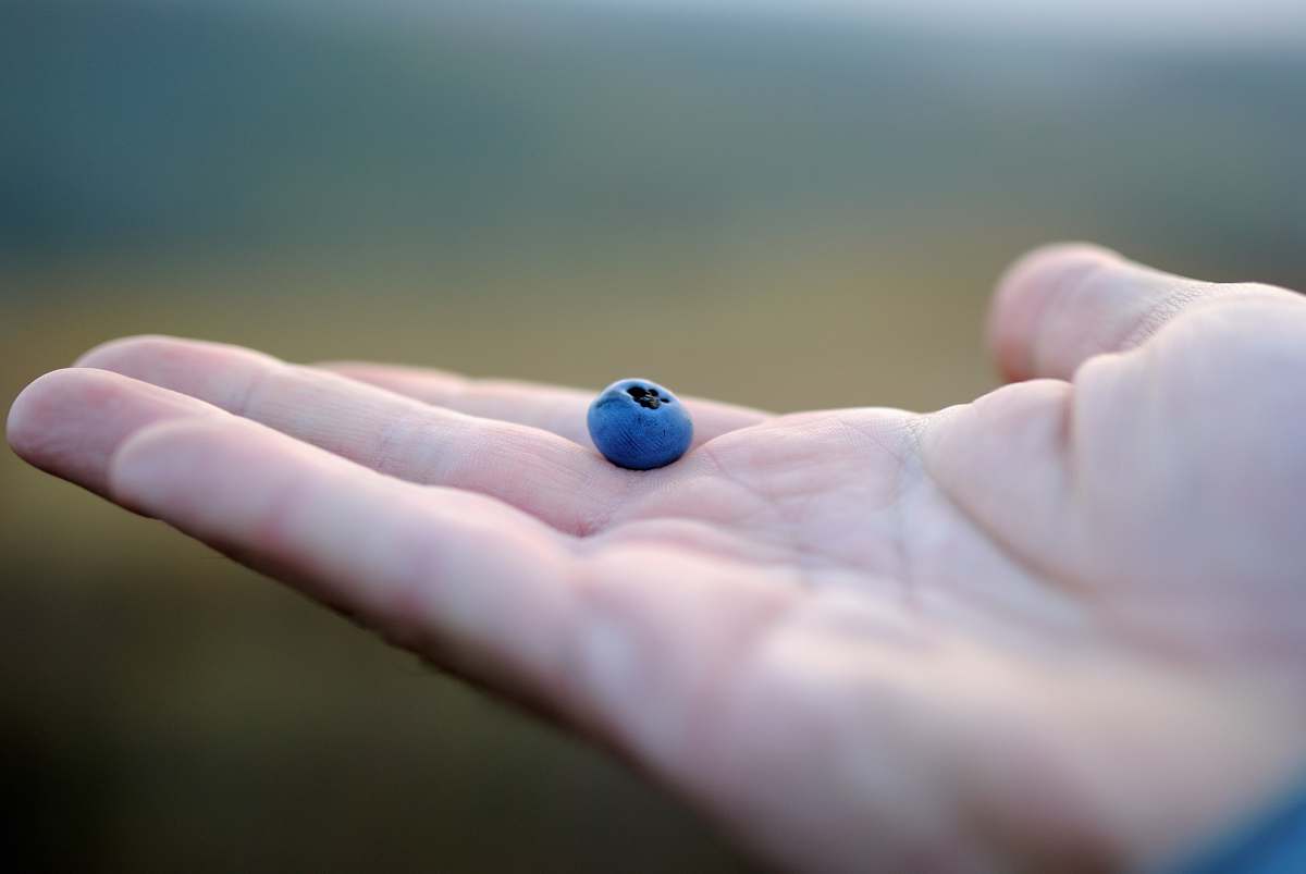 blueberry person holding blue bead fruit