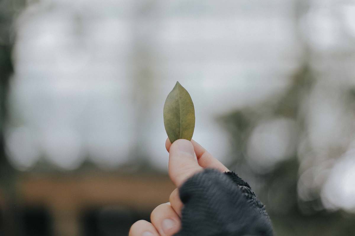 leaf person holding brown leaf hold
