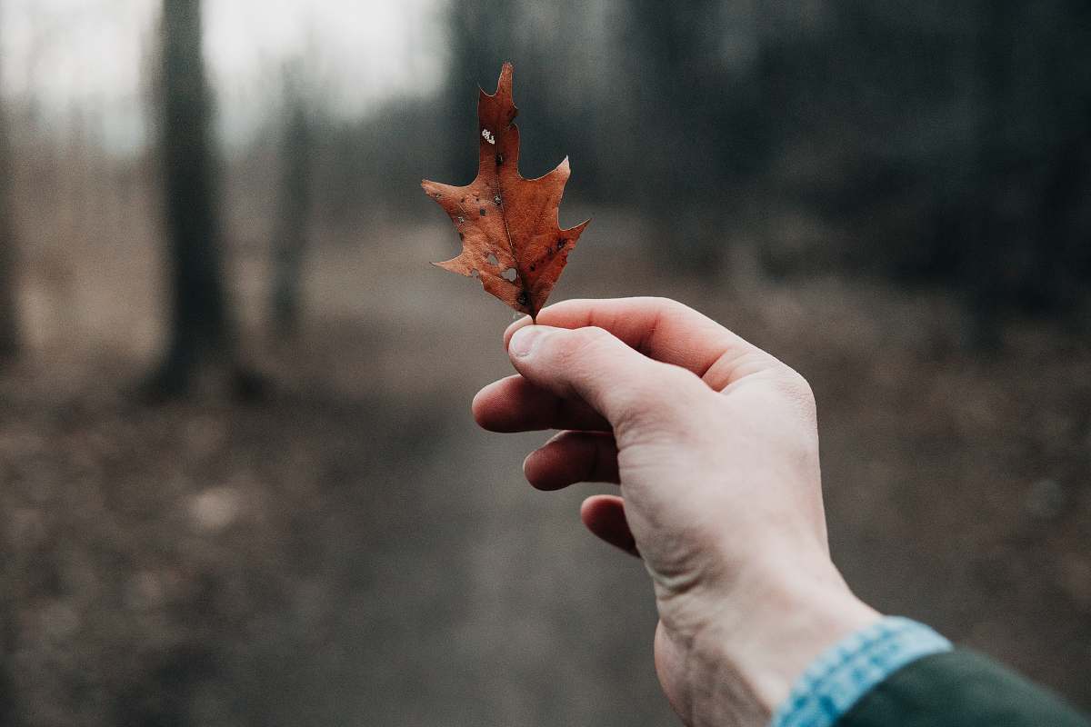 leaf person holding dried leaf plant