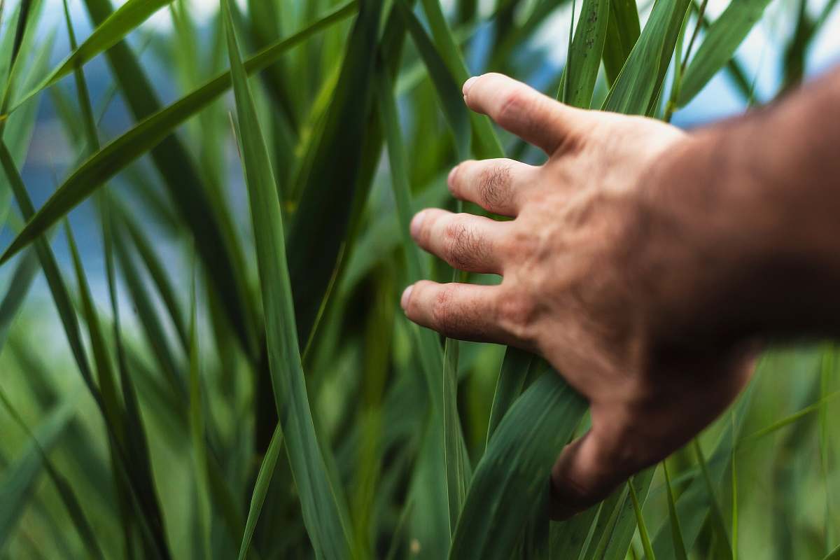 grass person holding green grass green