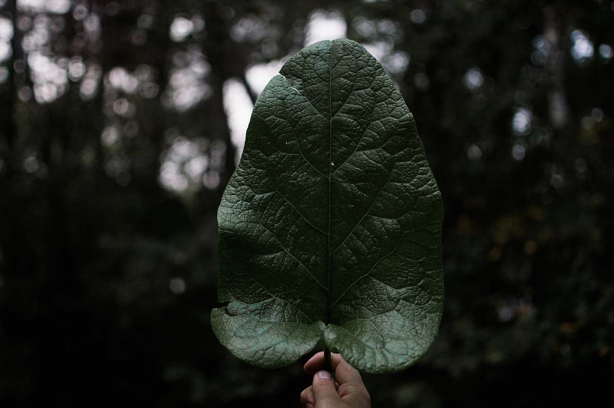plant person holding green leaf leaf
