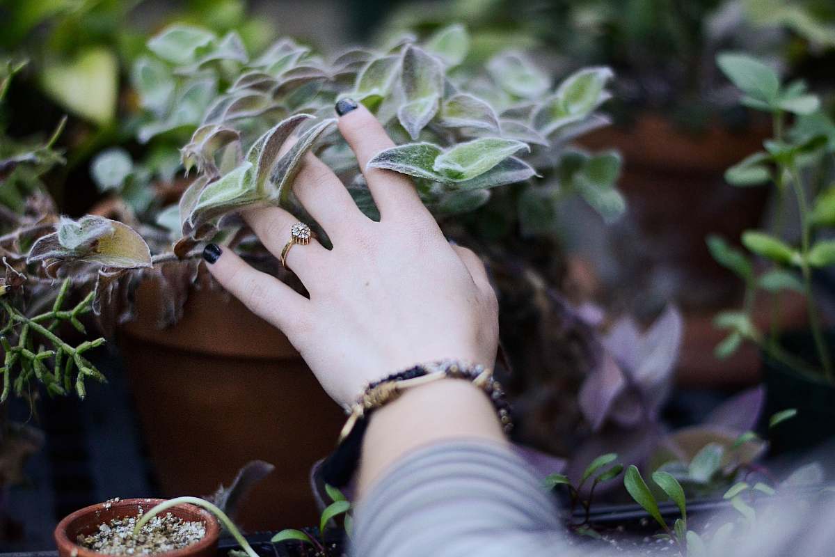 plant person holding green succulent plant ring