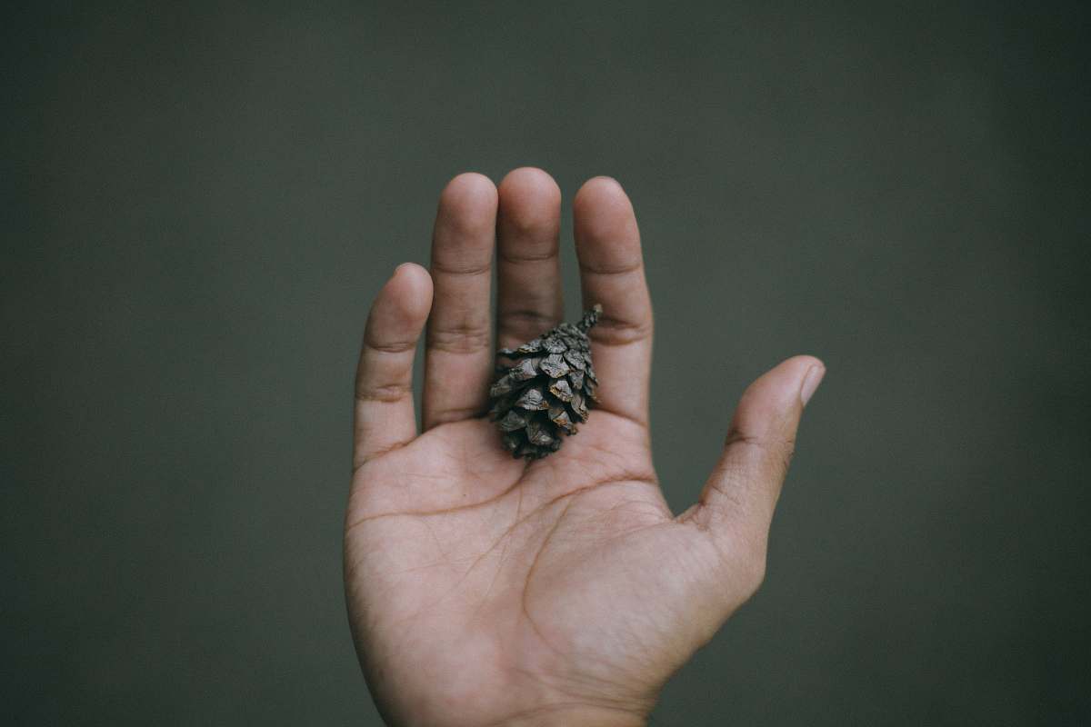 finger person holding pine cone indonesia