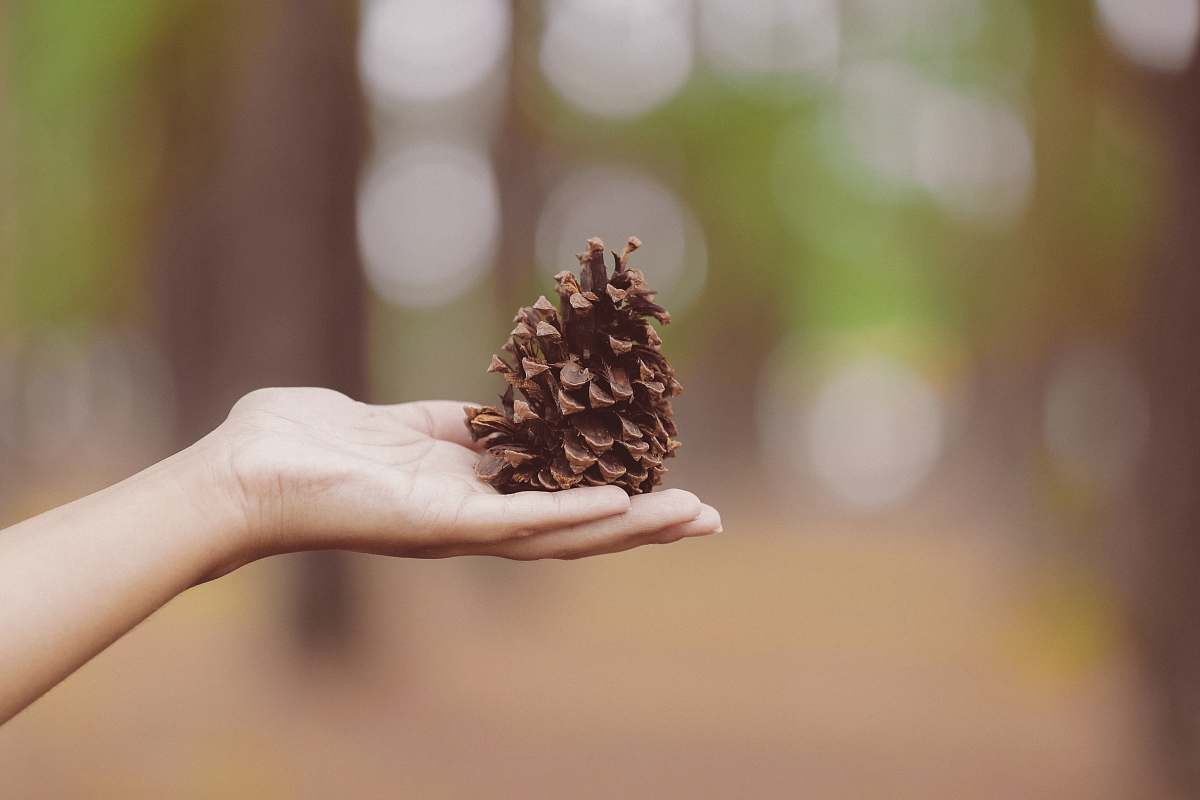pinecone person holding pinecone arm