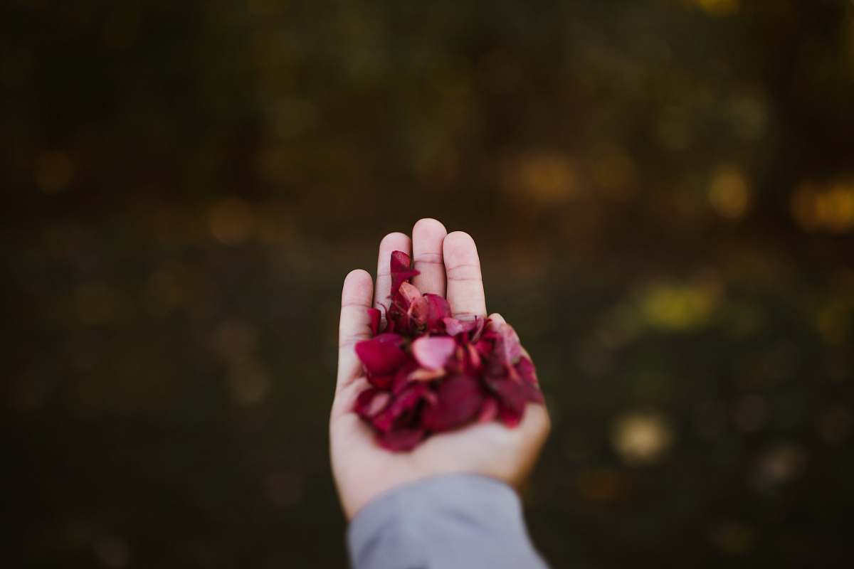 finger person holding pink flower petals louisville