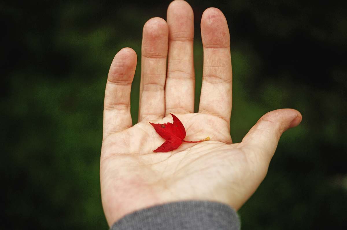 leaf person holding red leaf palm