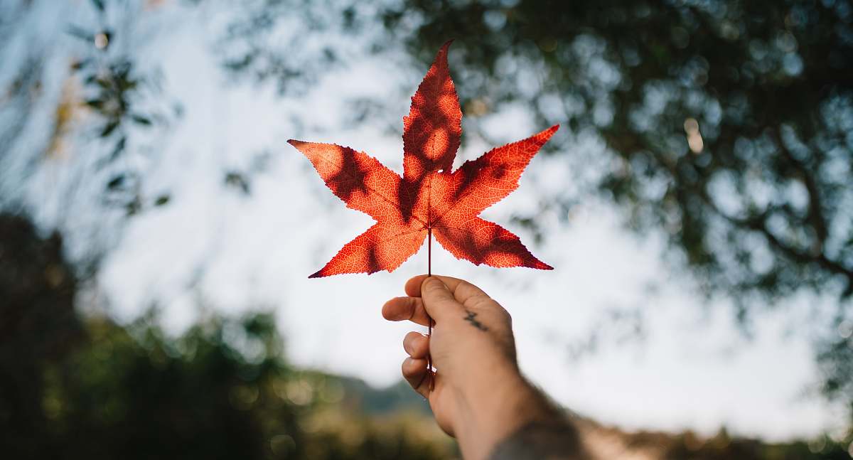 leaf person holding red maple leaf flora