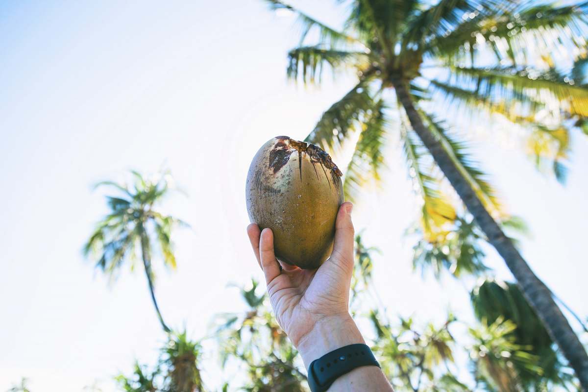 coconut person holding up coconut fruit palm tree