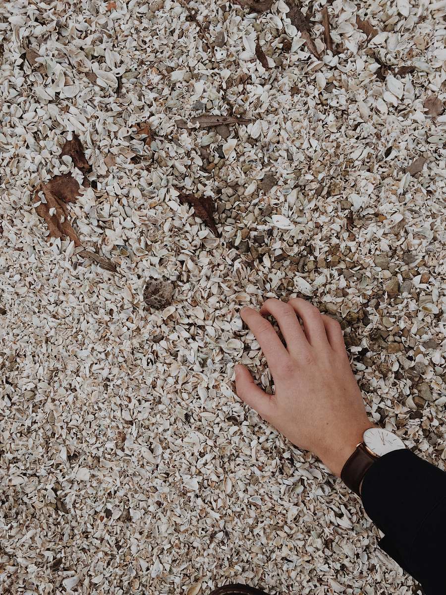 shells person holding white shell lot sand
