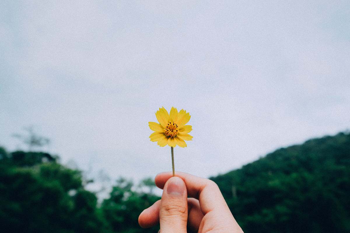 flower person holding yellow petaled flower petal