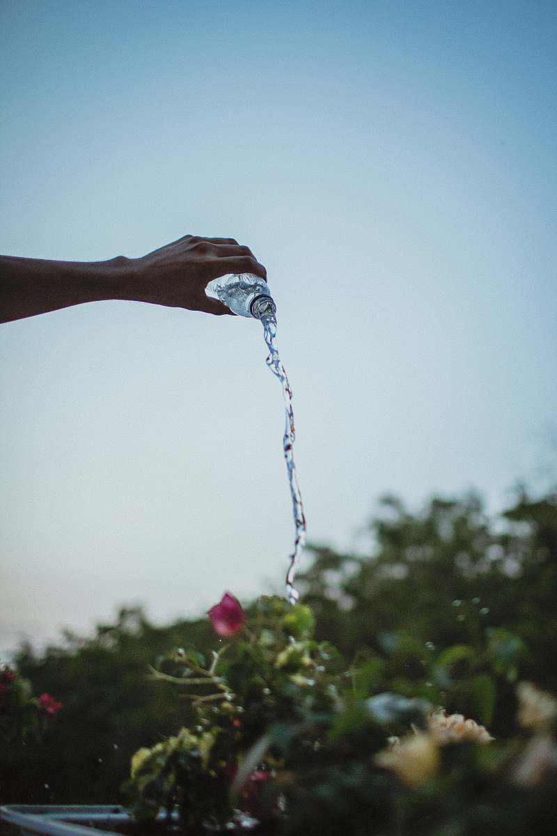 human person pouring water on flower person