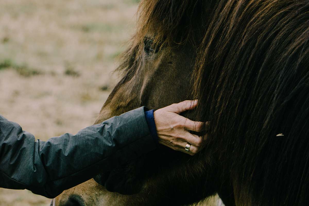 iceland person touching horse face horse