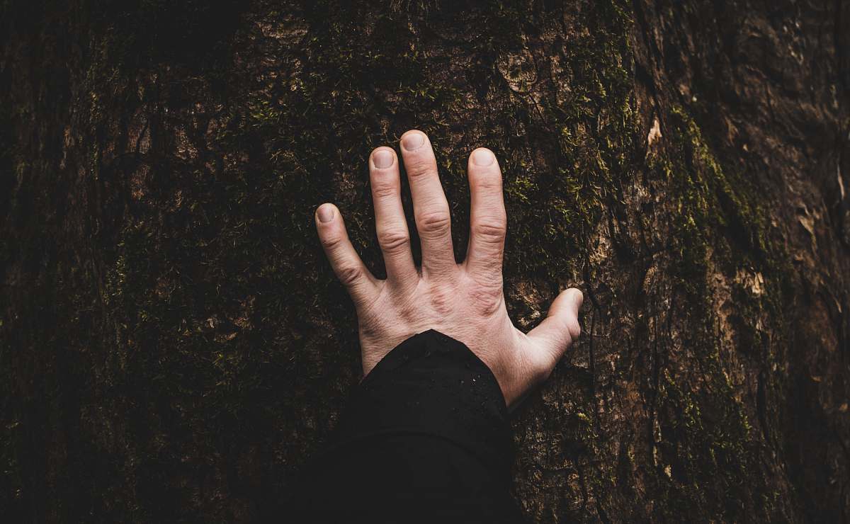 hands person tounching tree tree
