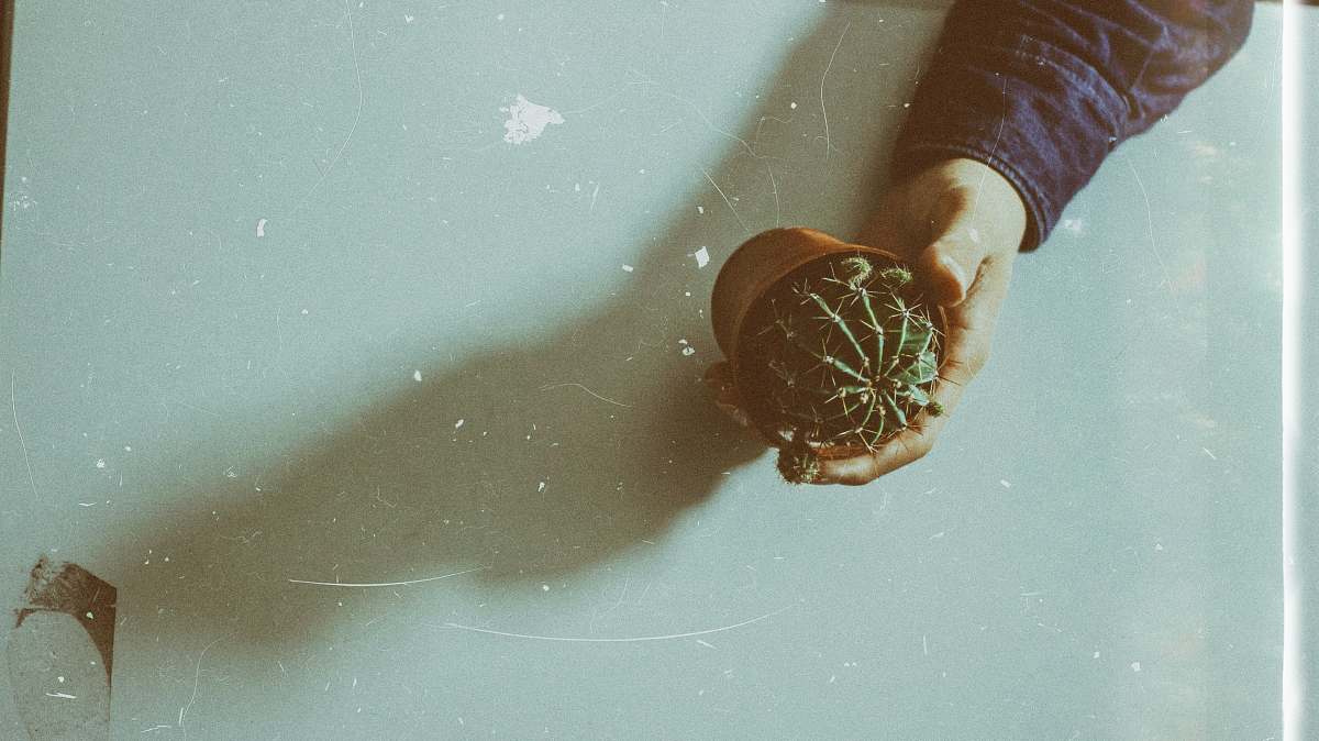 cactus persons hand holding cactus planter vintage