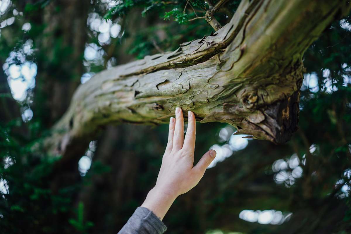 tree person's hand touching tree trunk nature