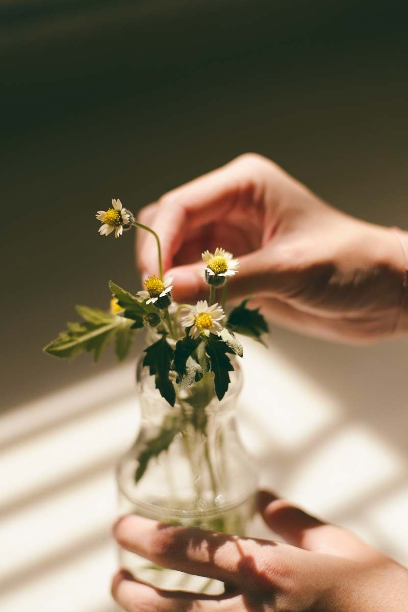 flower person's hands holding white daisy flower's leaf and clear glass vase plant