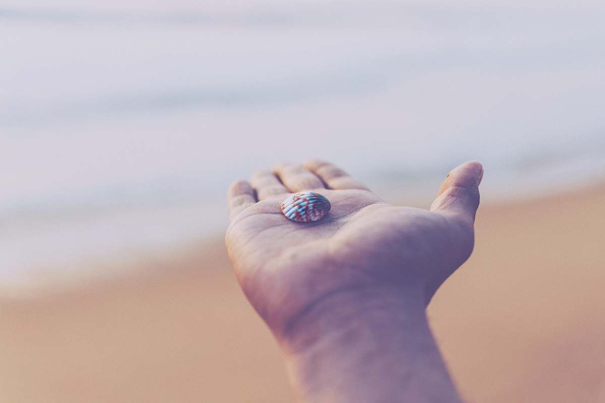 seashell selective focus photo of white and red seashell on top of person's left palm sea