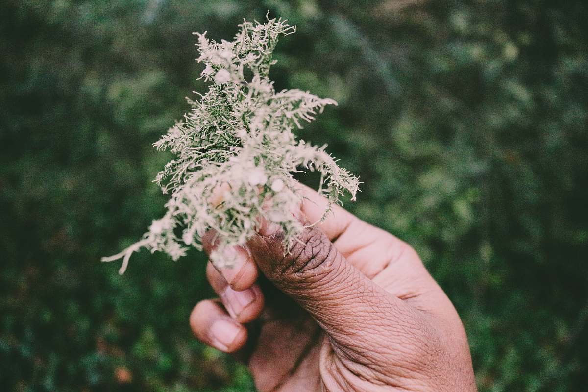 foliage selective focus photography of person holding green foliage green