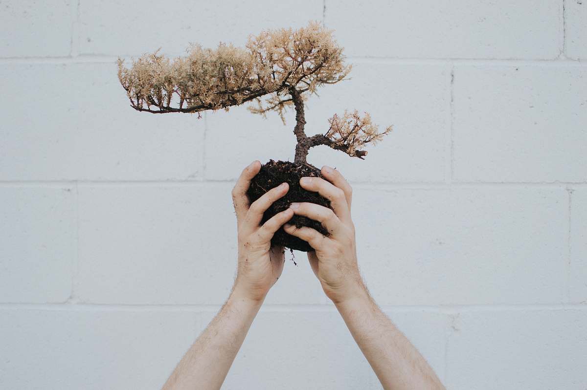 tree person holding brown leafed plant bonsai