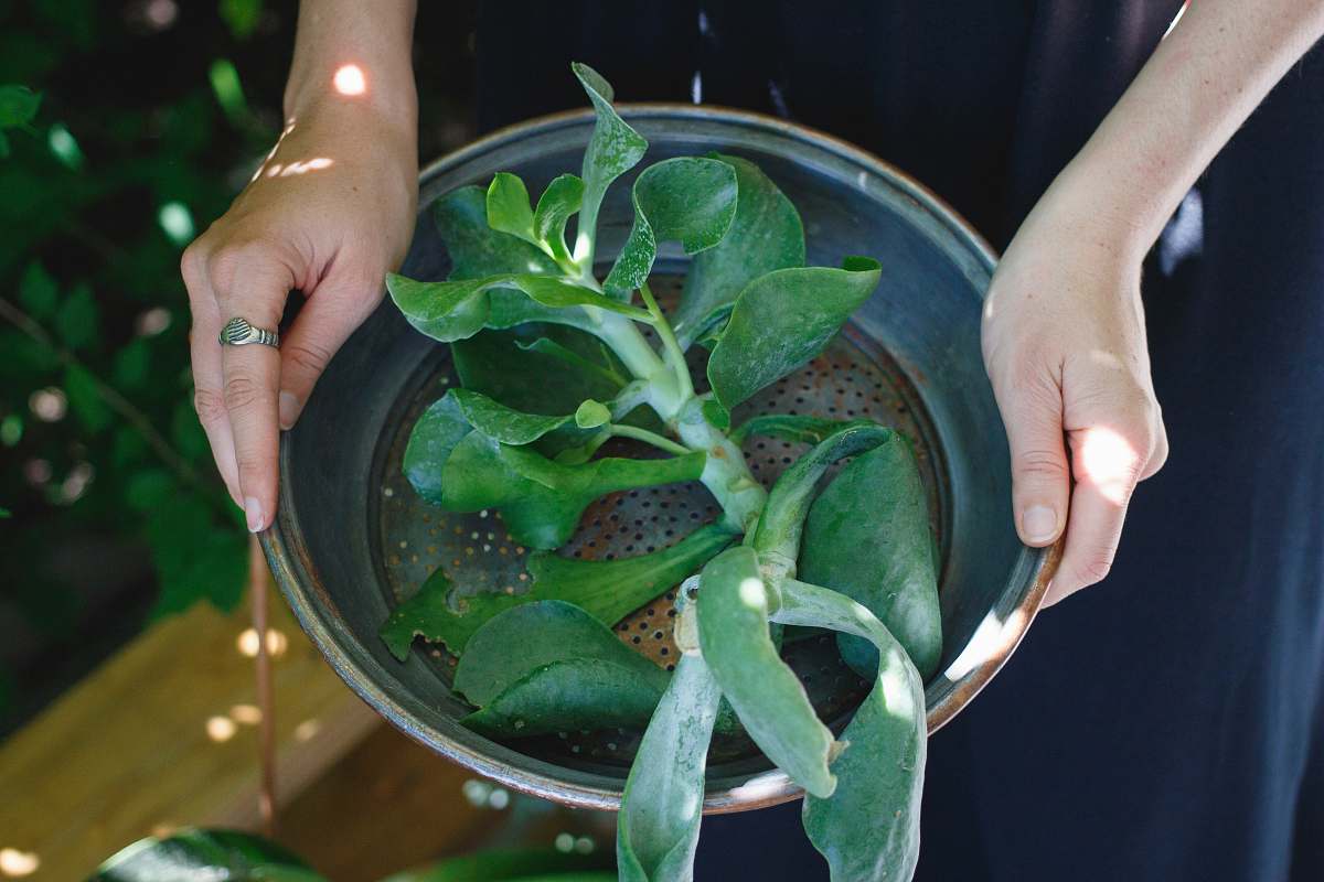 woman person holding round gray pot with green leaf plant inside plant