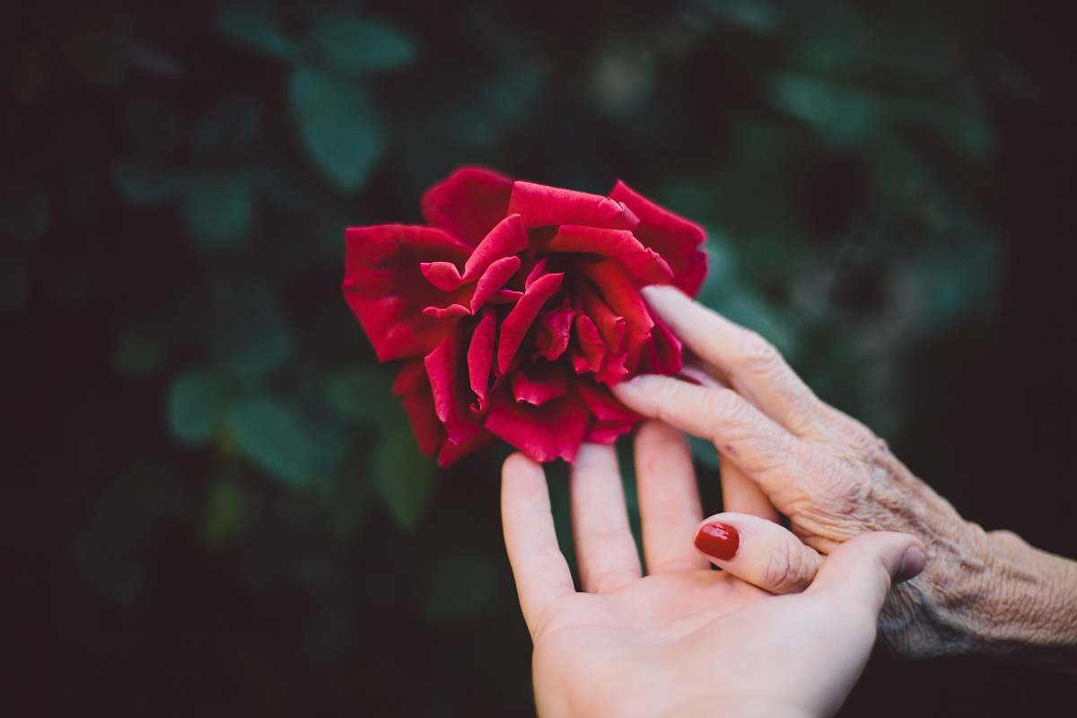 flower red rose love