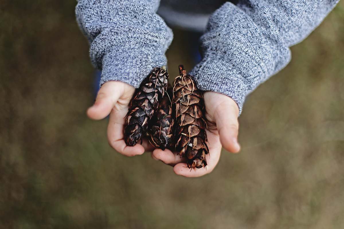 fall selective focus photography of person holding pine cones kid