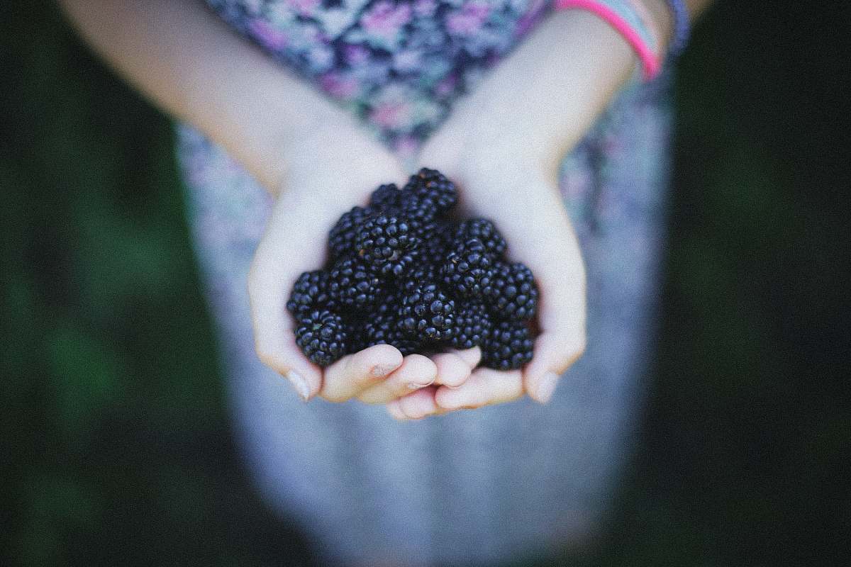 food woman holding blue berries taken at daytime blackberries