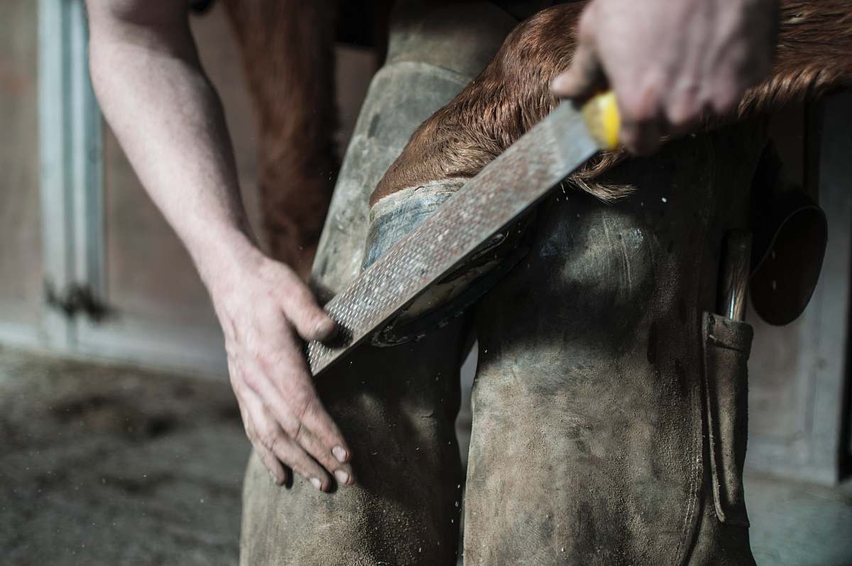 horseshoe A man holding a horse's hoof against his knees and trimming it with a file hoof