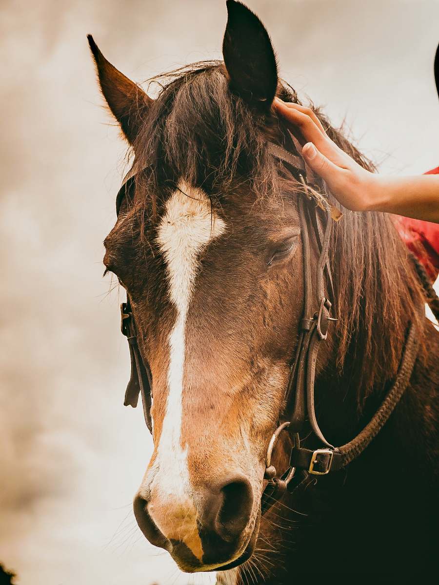 animal selective focus photography of brown horse with halter equine