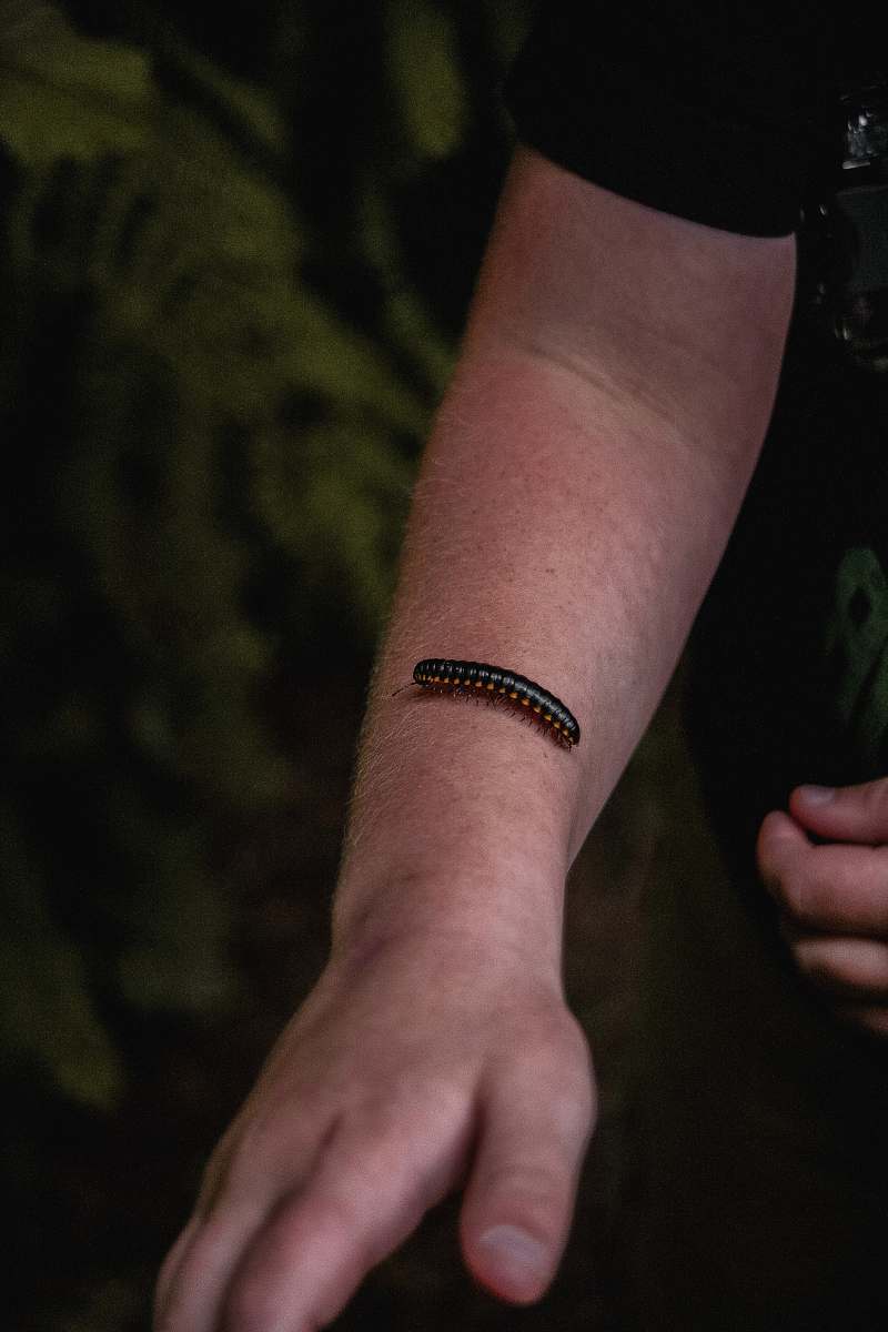 person black centipede on man's arn arm