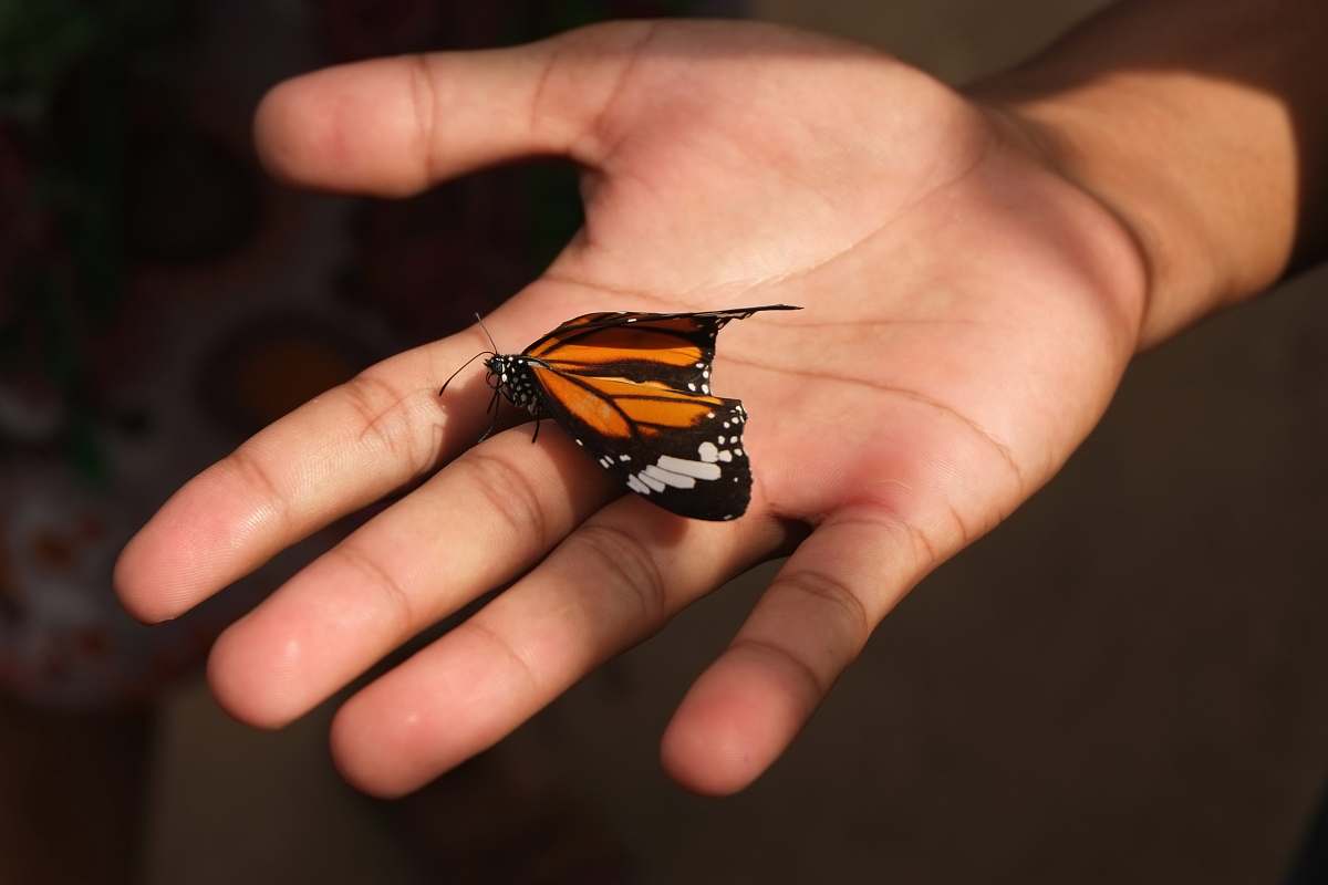 person brown butterfly on person's palm siem reap