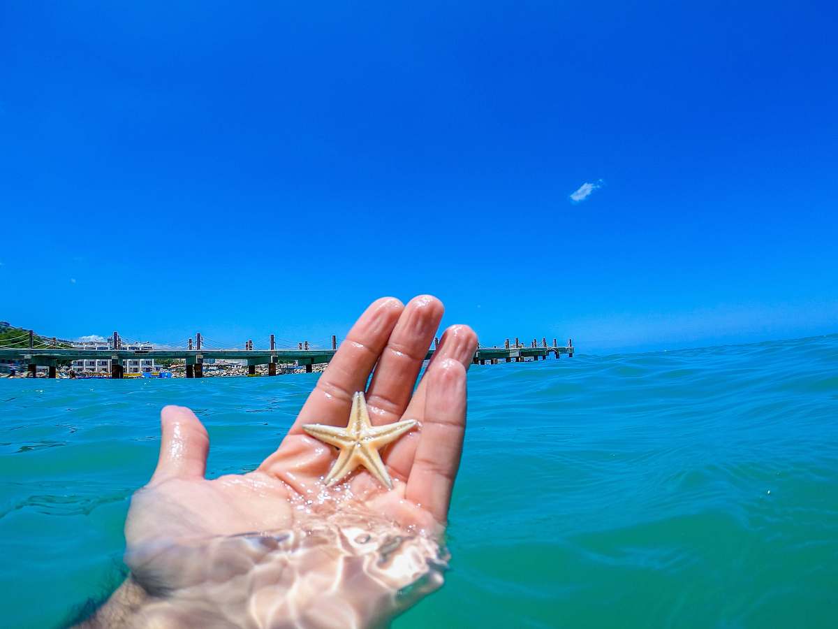 person person holding a starfish during daytime water
