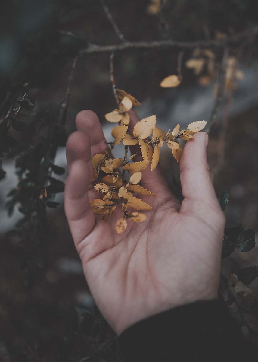 person person holding brown leaves people