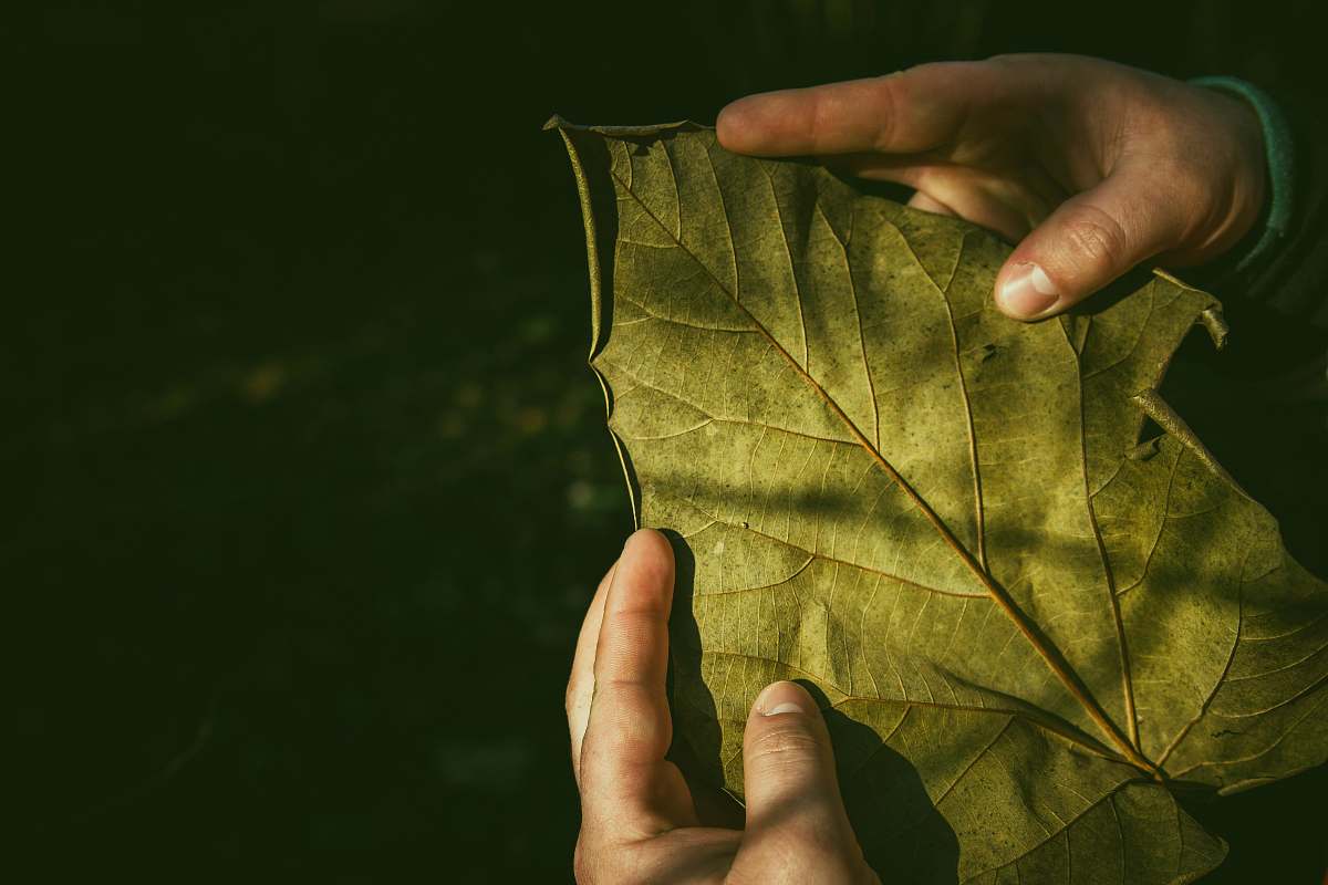 person person holding leaf holding