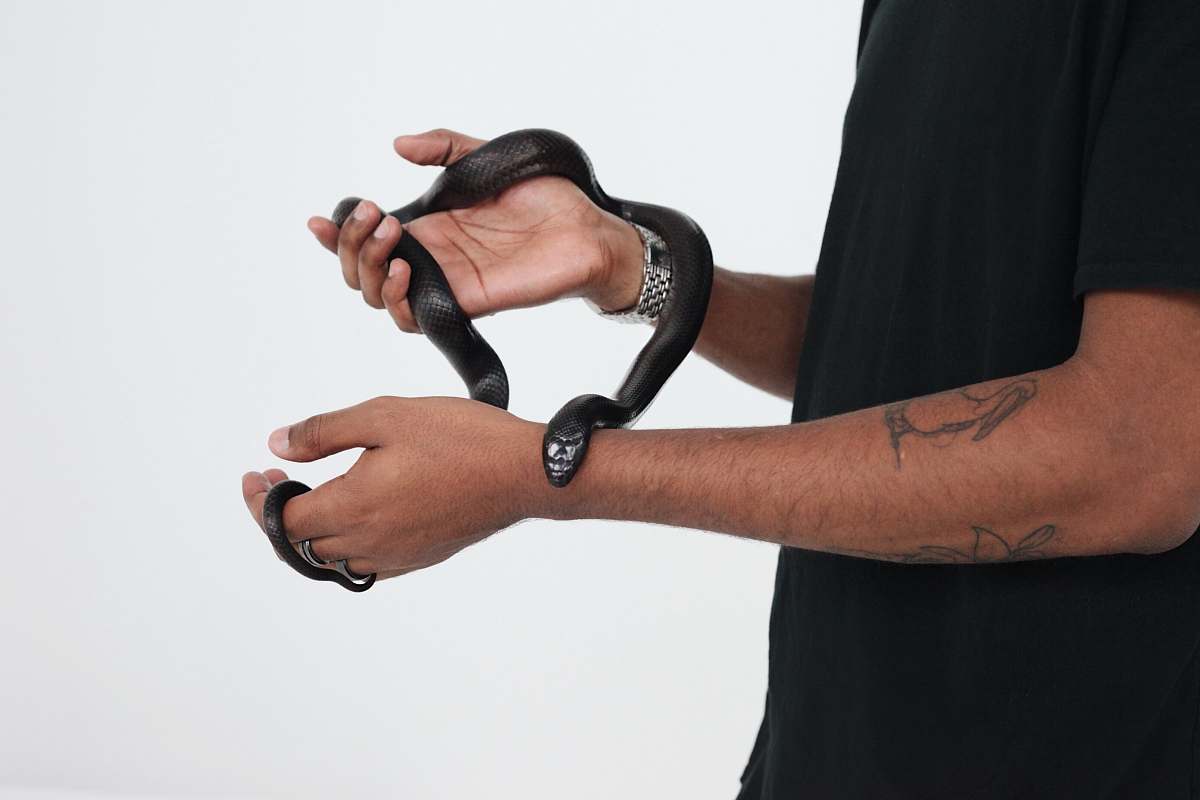 person person holds black snake arm