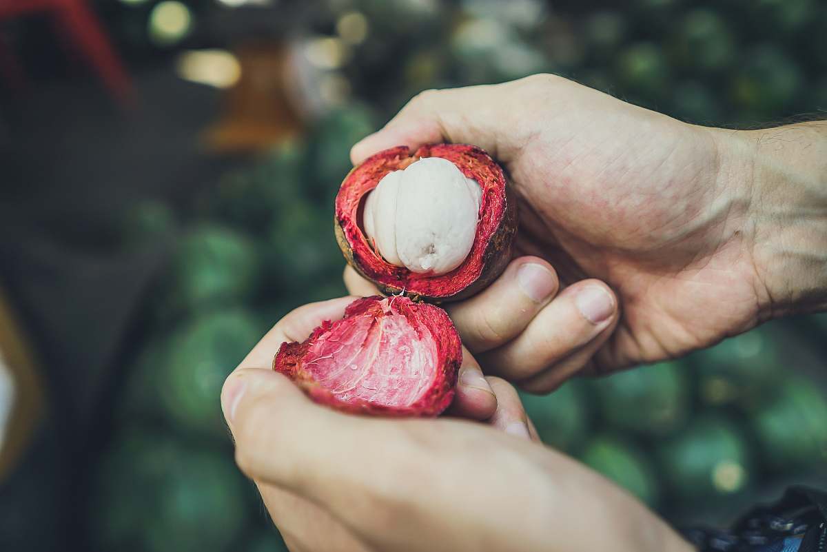 person person opening mangosteen finger