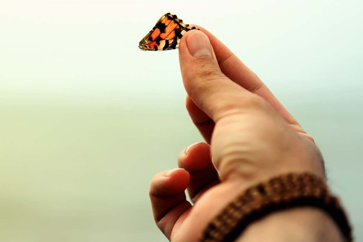 person red and black butterfly hand