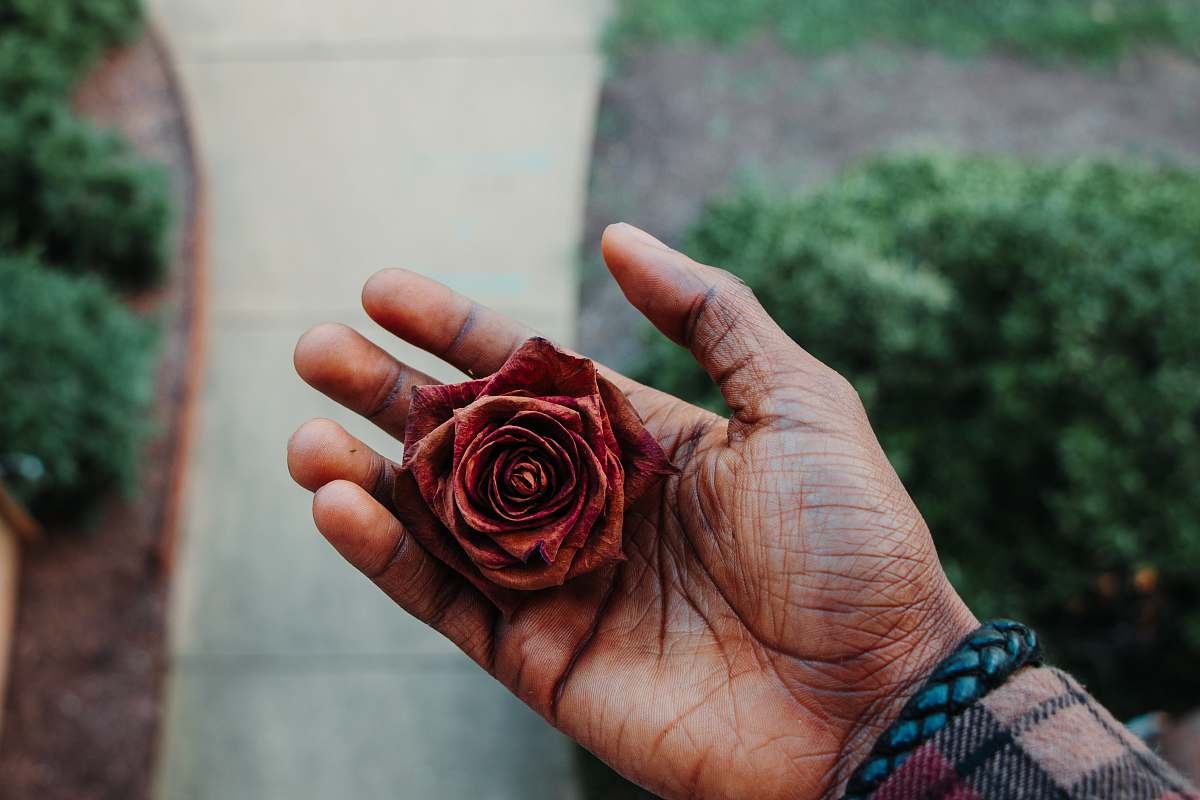 person red dried rose bud on man's palm flower