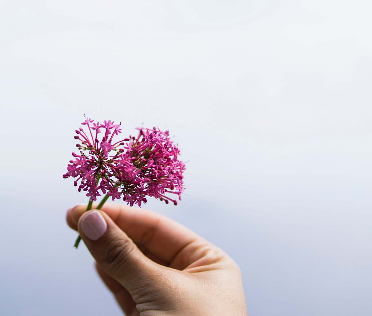 person selective focus photo of person holding pink petaled flower people