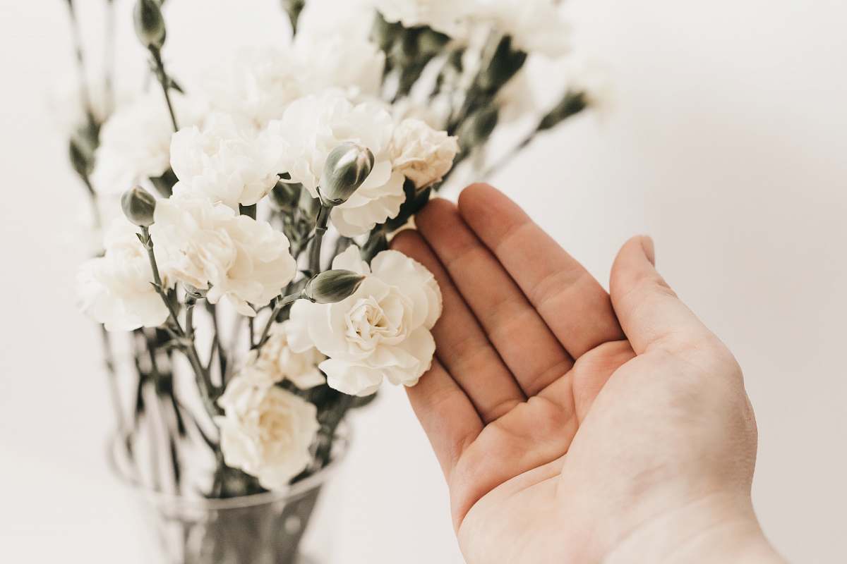 plant selective focus photography of white petaled flower flower