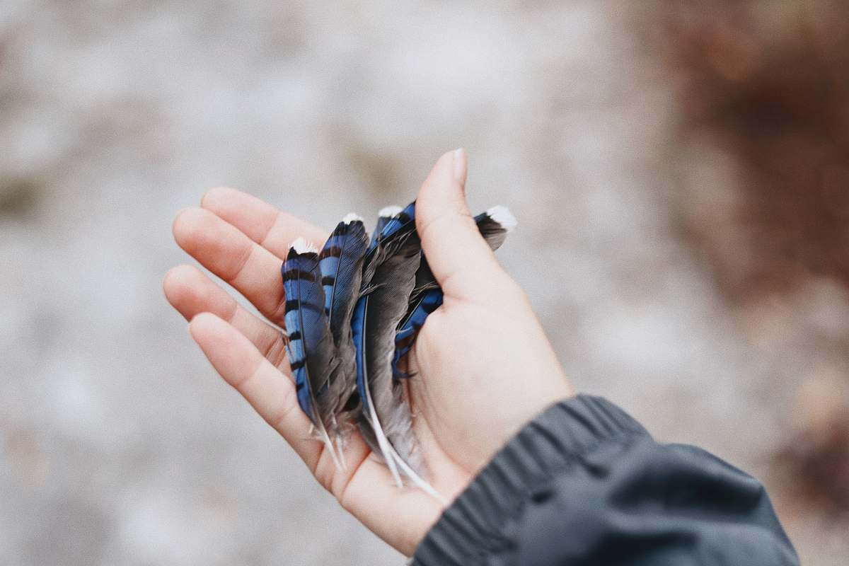 person several black and blue feathers on hand finger