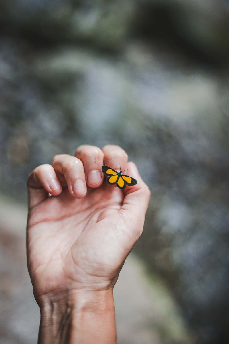 person yellow butterfly on person's index finger finger