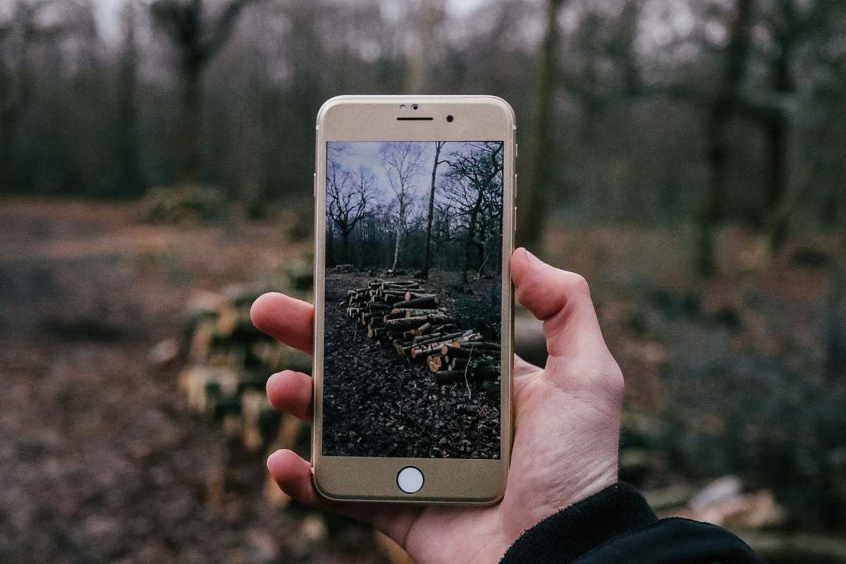 nature person taking a photo of firewoods using iPhone mobile phone