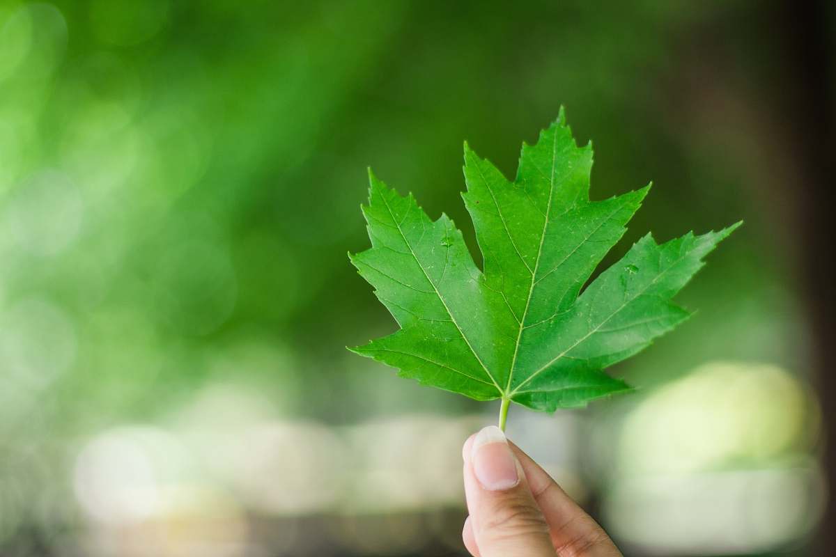 green person holding green leaf plant maple