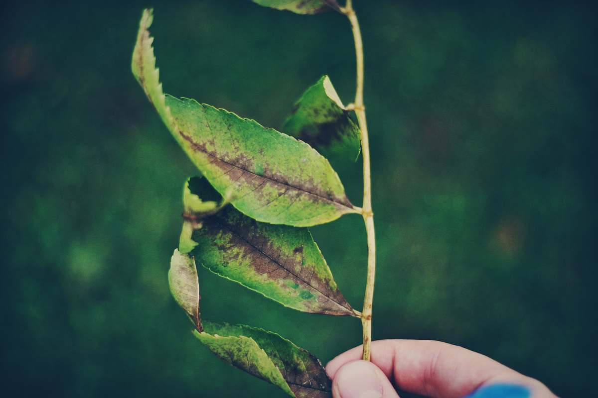 leaf person holding leafed plant hand