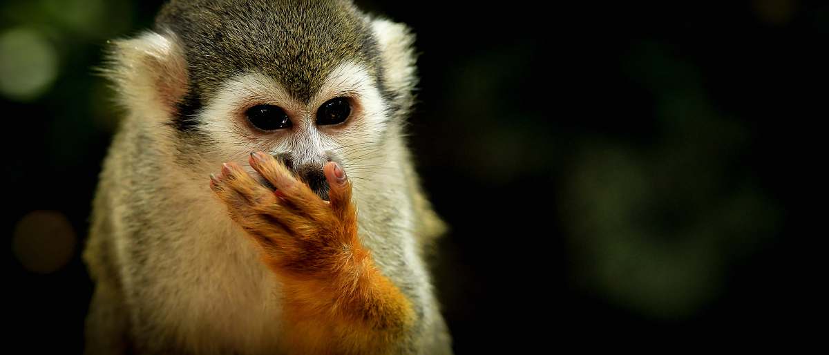wildlife marmoset close-up photography animal