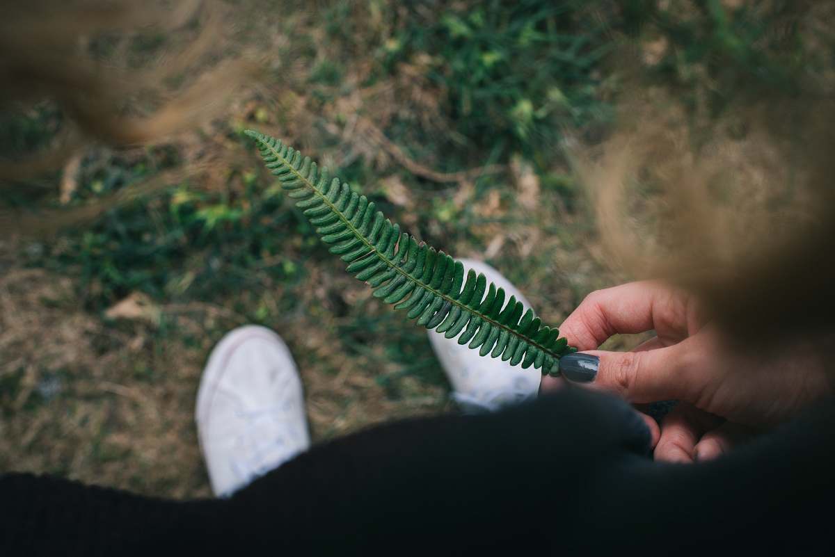 holding person holding green leaf fir