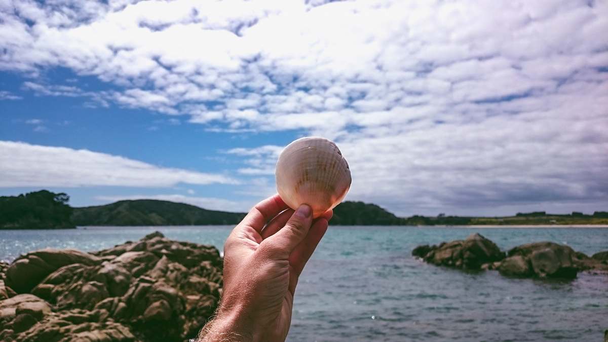 ocean white seashell outdoors