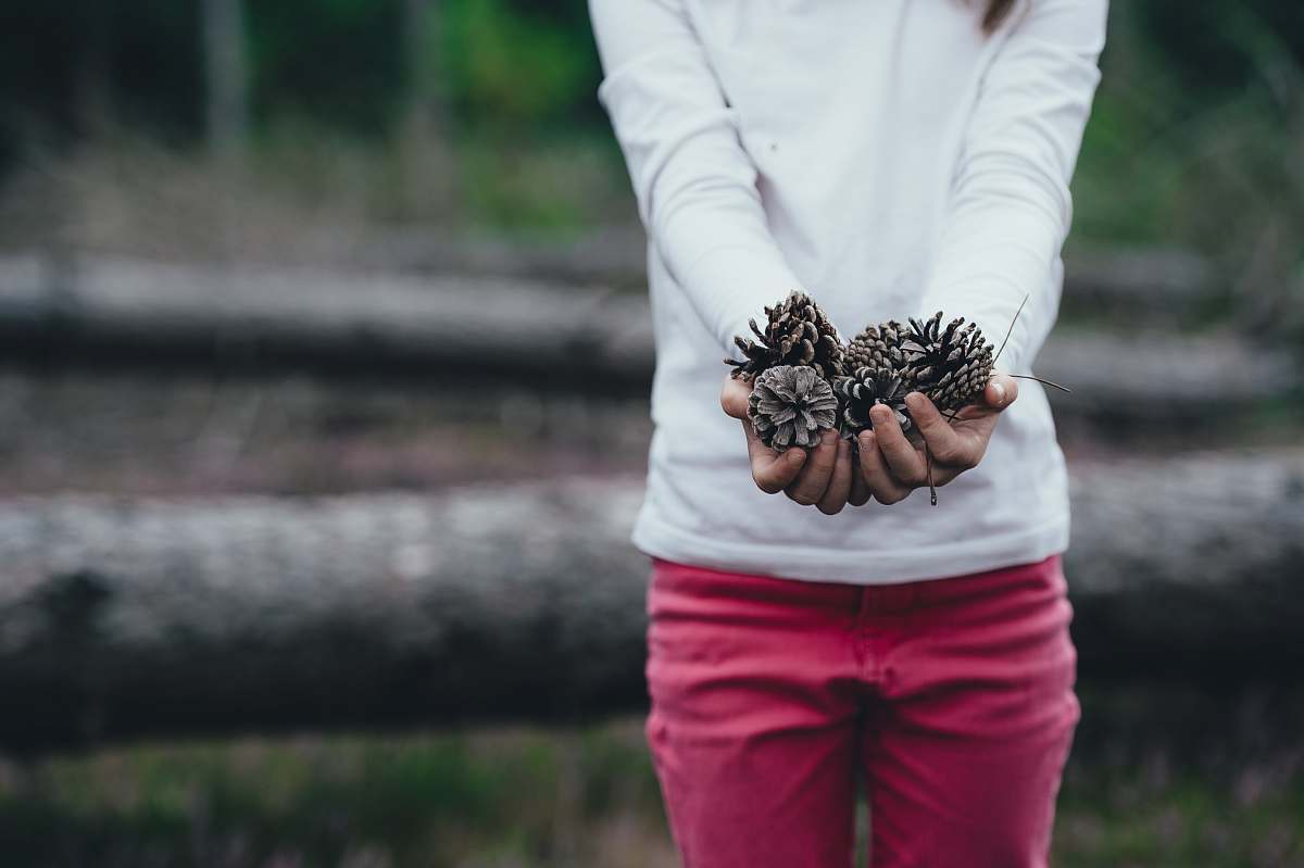 human woman holding brown pinecones person